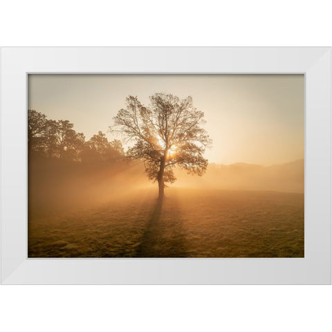Lonely tree White Modern Wood Framed Art Print by Krivec, Ales