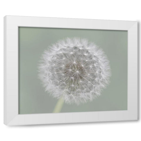Dandelion Seedball White Modern Wood Framed Art Print by Fischer, Mirjam