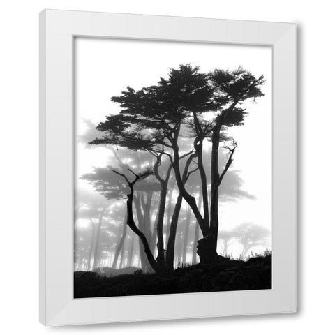 California Pines in Fog White Modern Wood Framed Art Print by Vovsi, Samuel