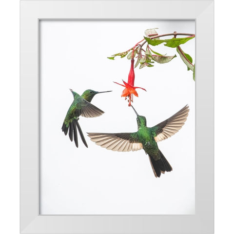 Two hummingbirds at a flower White Modern Wood Framed Art Print by And Wei, Siyu