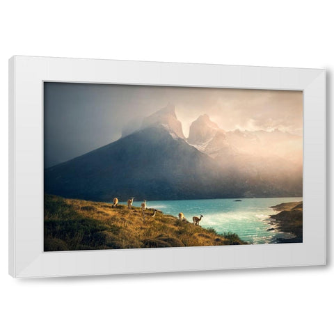 Alpaca at Torres de Paine White Modern Wood Framed Art Print by Zhang, Dennis
