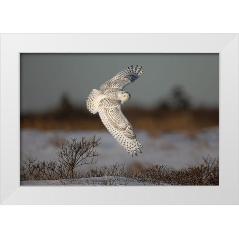 Snowy Owl White Modern Wood Framed Art Print by Wang, Max