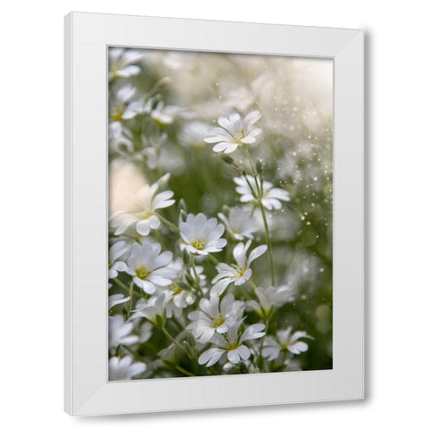 Spring Glory White Modern Wood Framed Art Print by Kiral, Cicek