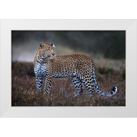 Leopard On The Prowl White Modern Wood Framed Art Print by Ortega, Xavier
