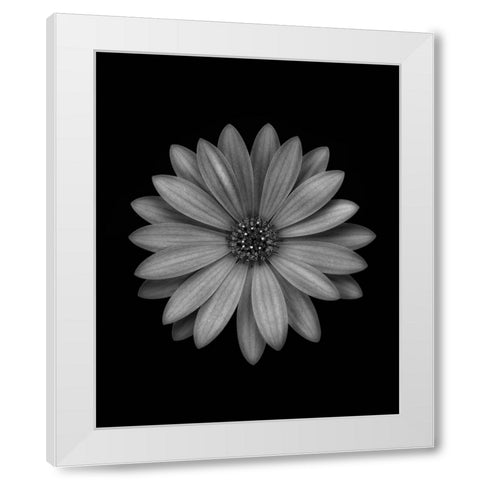 Osteospermum White Modern Wood Framed Art Print by Gronkjar, Lotte