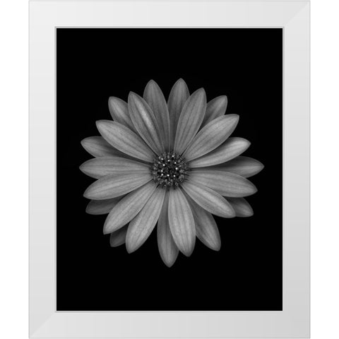 Osteospermum White Modern Wood Framed Art Print by Gronkjar, Lotte