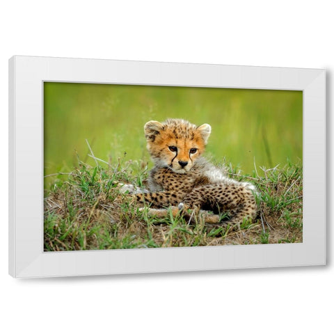Cute Cheetah Cub... White Modern Wood Framed Art Print by Roshkumar