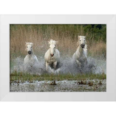 Coming in  to the dry White Modern Wood Framed Art Print by Zvelebil PhD, Marketa