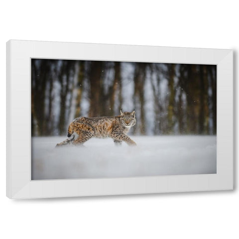 The Eurasian Lynx (Lynx Lynx) White Modern Wood Framed Art Print by Rozehnal, Jan