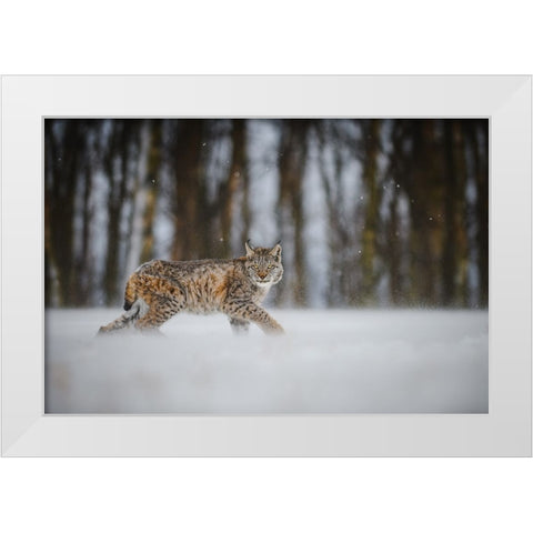 The Eurasian Lynx (Lynx Lynx) White Modern Wood Framed Art Print by Rozehnal, Jan