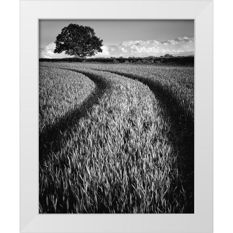Tree at sunset White Modern Wood Framed Art Print by Jones-Davies, Russell