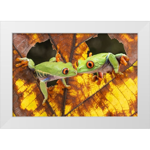 Morning Kiss White Modern Wood Framed Art Print by Prijasambada