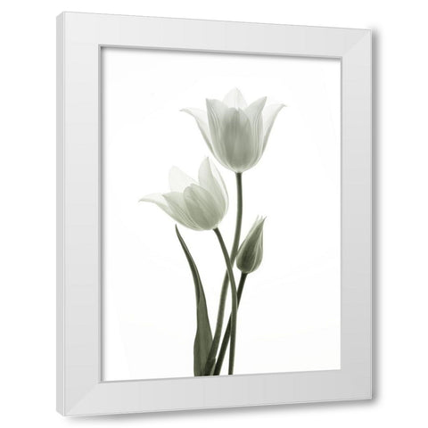 Tulips White Modern Wood Framed Art Print by Wang, Ada