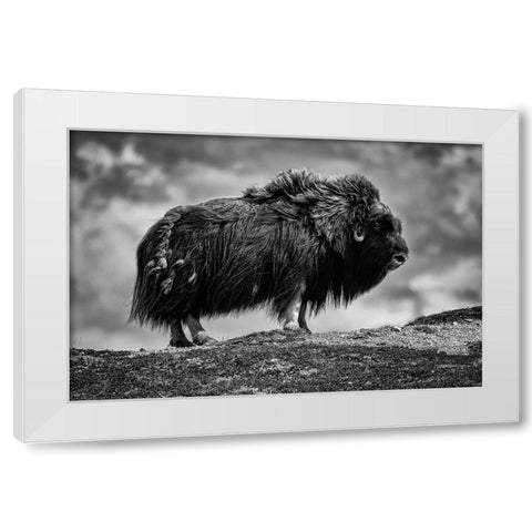 male Musk ox White Modern Wood Framed Art Print by Alicke, Bjoern