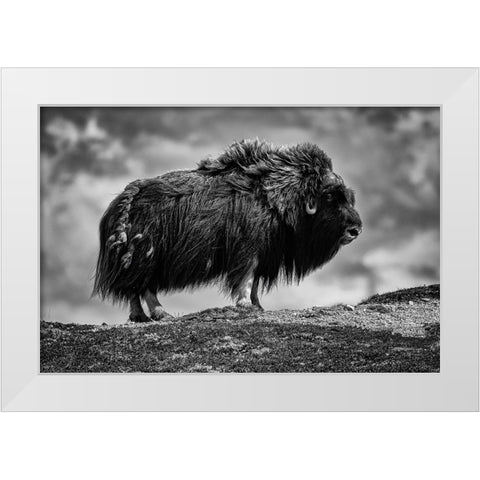 male Musk ox White Modern Wood Framed Art Print by Alicke, Bjoern