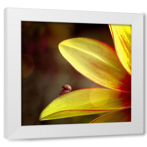 Untitled White Modern Wood Framed Art Print by Cseresnjes, Anna