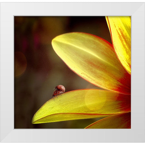 Untitled White Modern Wood Framed Art Print by Cseresnjes, Anna