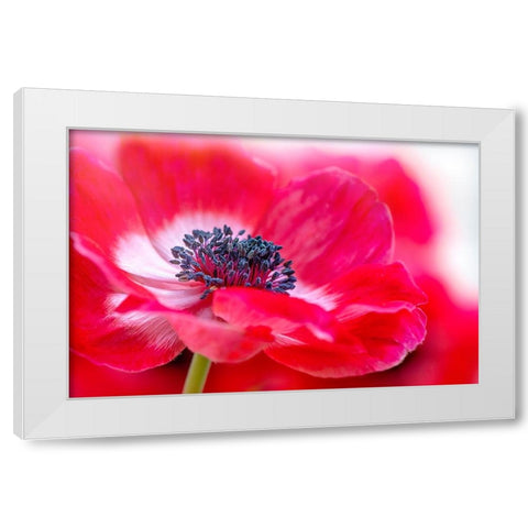 Simply Red White Modern Wood Framed Art Print by Parker, Jacky