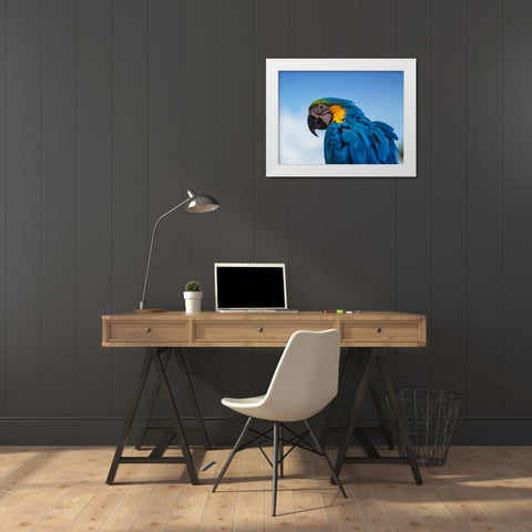 Osgar the Parrot. White Modern Wood Framed Art Print by Londal, Leif