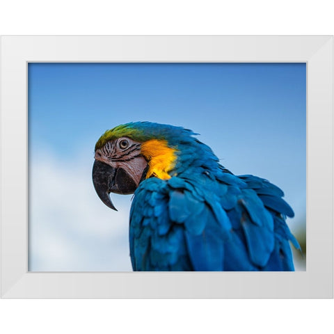 Osgar the Parrot. White Modern Wood Framed Art Print by Londal, Leif