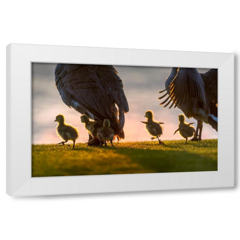 new world White Modern Wood Framed Art Print by Liu, Dawei