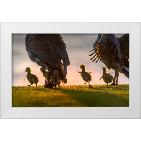 new world White Modern Wood Framed Art Print by Liu, Dawei