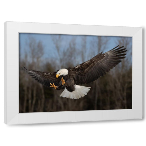 American bald eagle White Modern Wood Framed Art Print by Chen, Davidhx