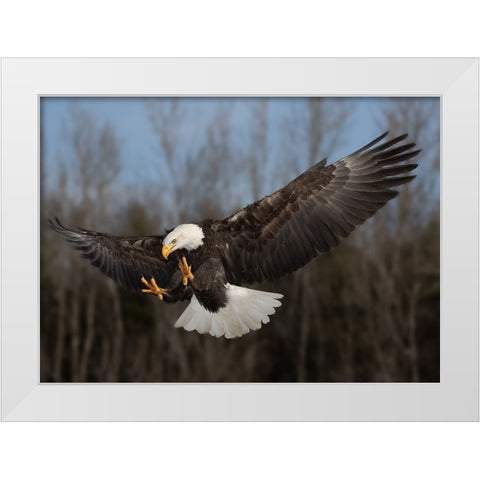 American bald eagle White Modern Wood Framed Art Print by Chen, Davidhx