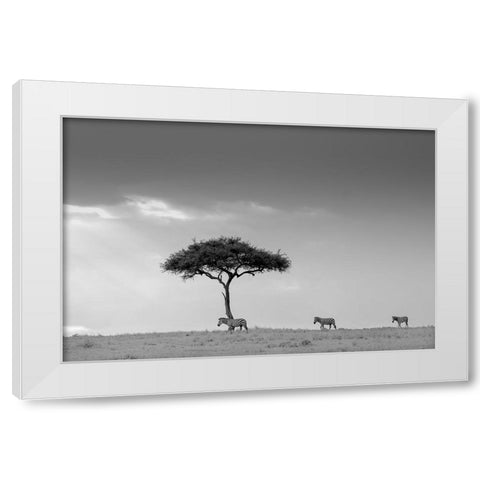 Zebra And Tree White Modern Wood Framed Art Print by Li, Min