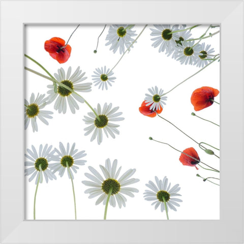 Meadow flowers White Modern Wood Framed Art Print by Ruckert, Stephan