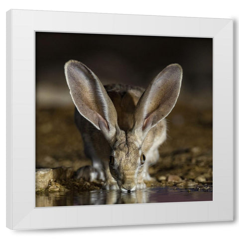 Hare White Modern Wood Framed Art Print by Manusevich, David