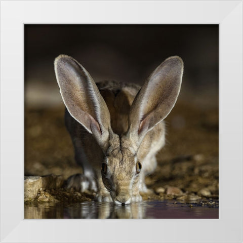Hare White Modern Wood Framed Art Print by Manusevich, David