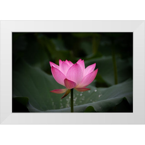 Untitled White Modern Wood Framed Art Print by Song, Yunarto