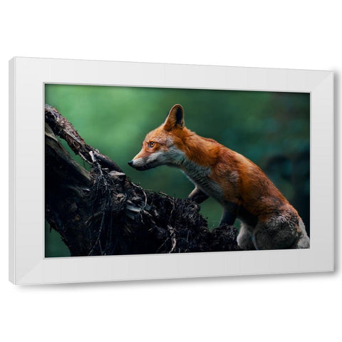 Red fox on patrol White Modern Wood Framed Art Print by Furch, Lukas
