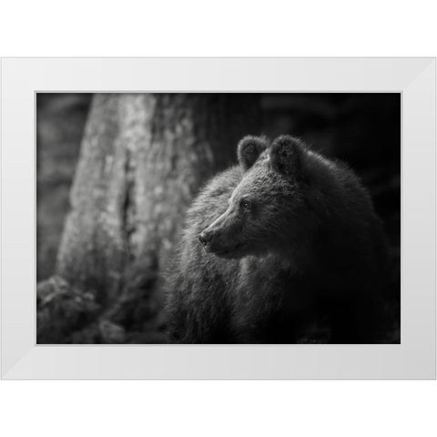 Last light White Modern Wood Framed Art Print by Venier, Giovanni