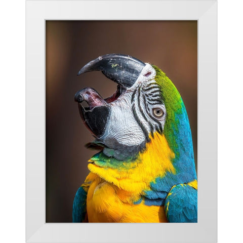 Macawas tongue White Modern Wood Framed Art Print by Elkahlawi, Ahmed