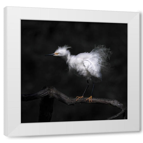 Show Off Breeding Plumage White Modern Wood Framed Art Print by Tseng, Judy