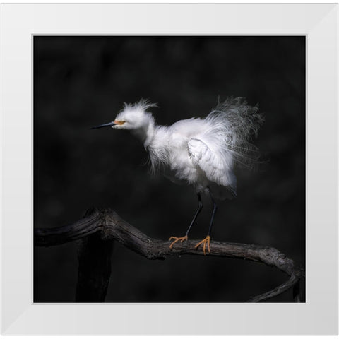 Show Off Breeding Plumage White Modern Wood Framed Art Print by Tseng, Judy