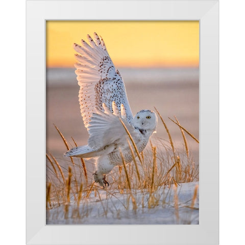 Snowy Owl White Modern Wood Framed Art Print by Huang, Tao