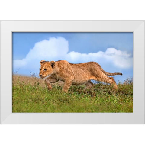 Lion cub on the prowl White Modern Wood Framed Art Print by Ortega, Xavier