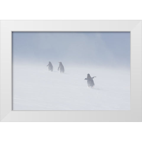 In The Snowstorm White Modern Wood Framed Art Print by W Oletta