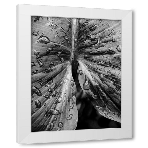 Leafy Looks White Modern Wood Framed Art Print by Allen, Elizabeth