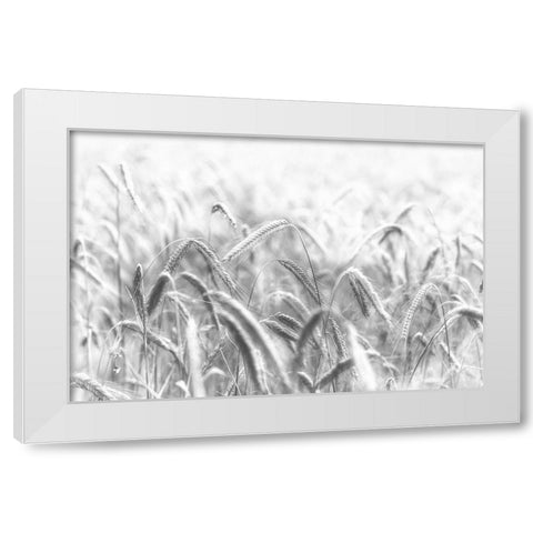 Corn White Modern Wood Framed Art Print by Michael