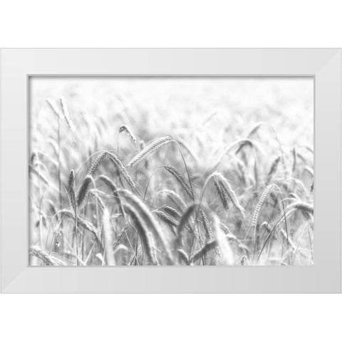 Corn White Modern Wood Framed Art Print by Michael