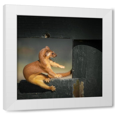 Take A Rest White Modern Wood Framed Art Print by Lian, Wei