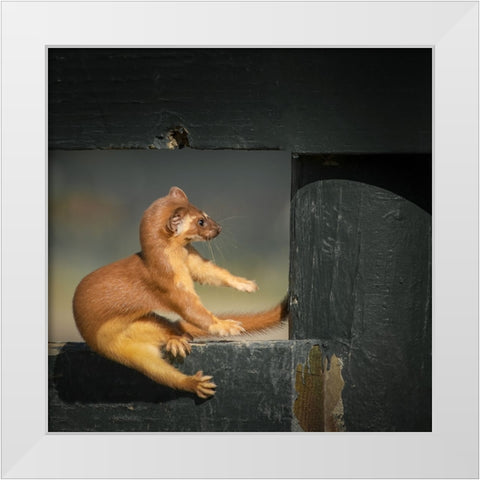 Take A Rest White Modern Wood Framed Art Print by Lian, Wei