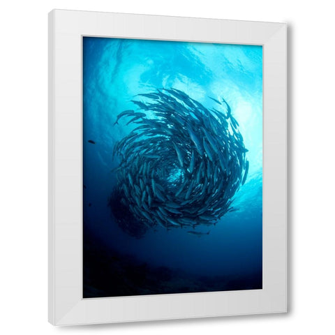 Fish Tornado White Modern Wood Framed Art Print by Y Lin, Ryan