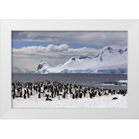 Sunbathing In Antarctica White Modern Wood Framed Art Print by Uhlig, Dieter