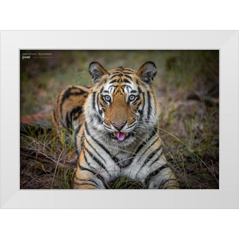 Cheeky Tiger White Modern Wood Framed Art Print by Sharma, Abhinav