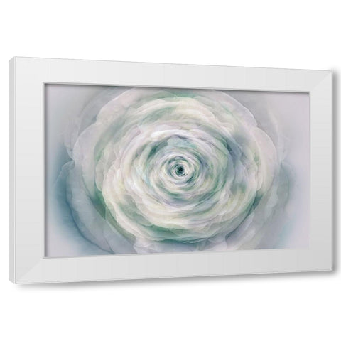 A rose White Modern Wood Framed Art Print by Shumilova, Ludmila